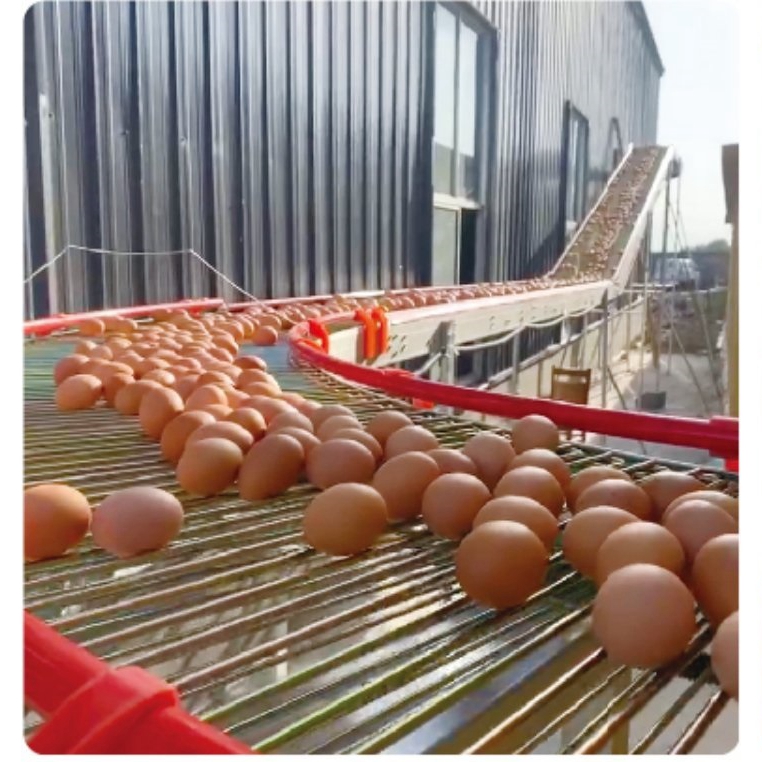 central egg conveyor system