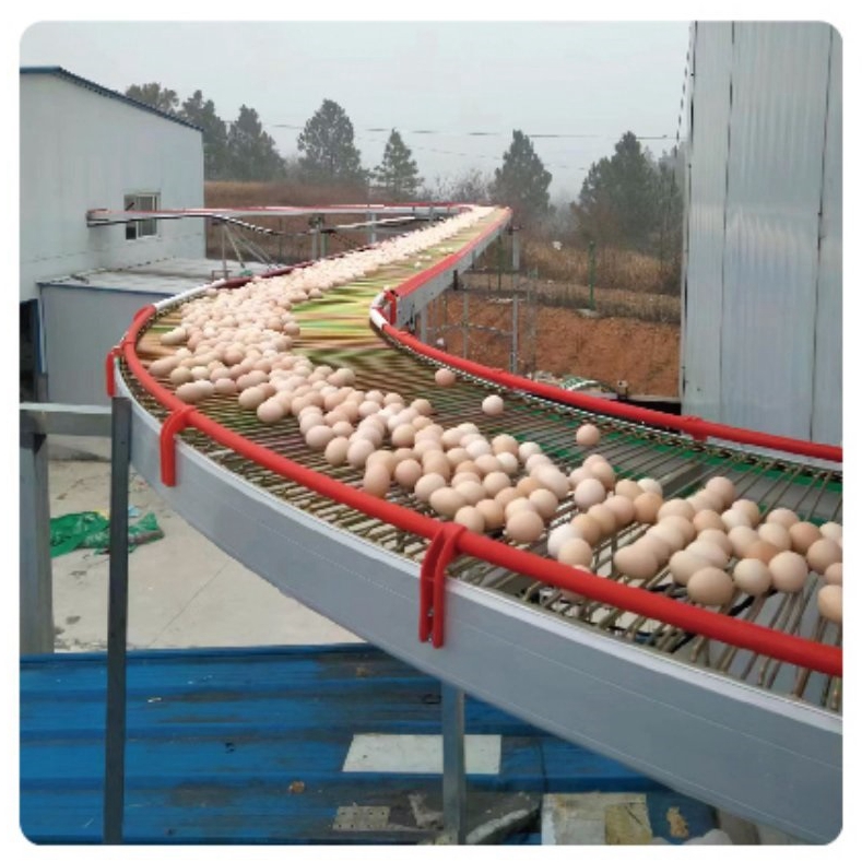 central egg conveyor system